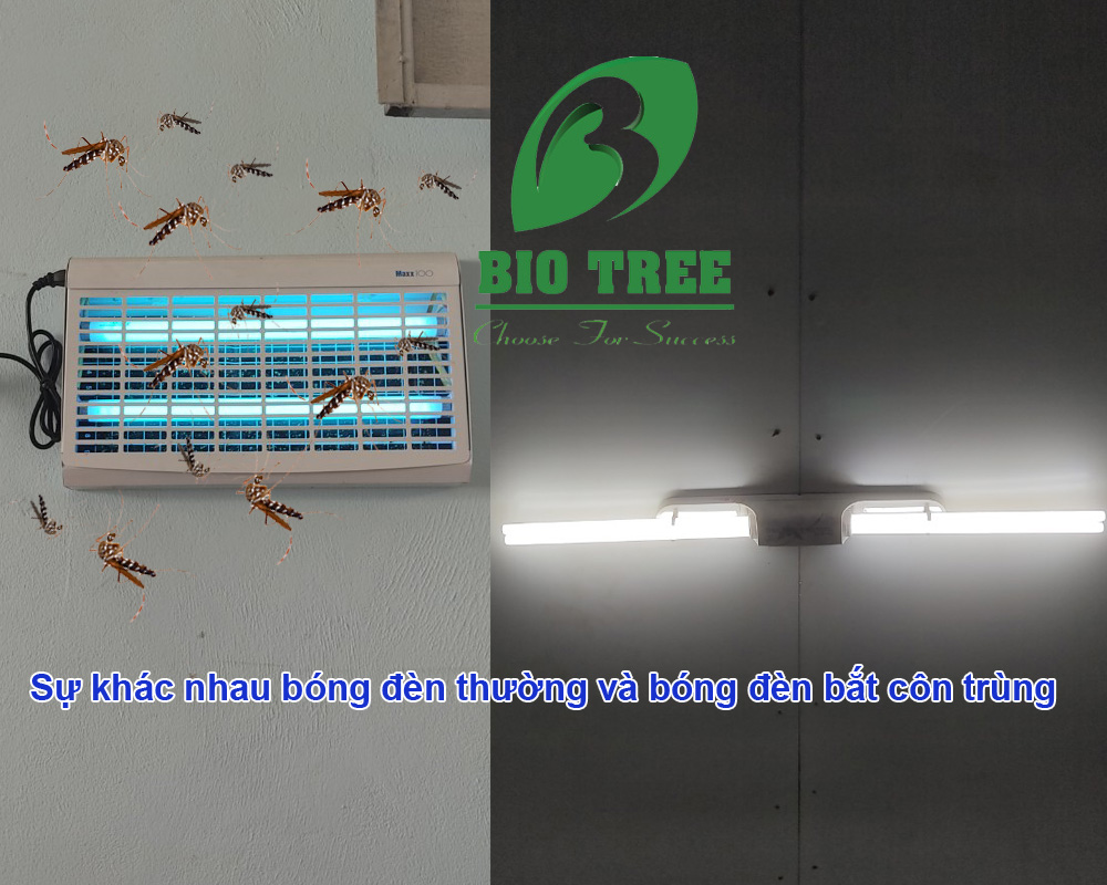 Sự khác nhau bóng đèn thường và bóng đèn bắt côn trùng