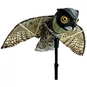 Hình nôm chim cú Prowler đuổi chim