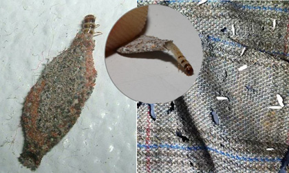 Nhận biết ng&agrave;i vải ( bướm đ&ecirc;m ) v&agrave; c&aacute;ch ti&ecirc;u diệt hiệu quả nhất